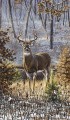 whitetail solitaire